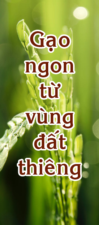 Gạo thơm bối khê